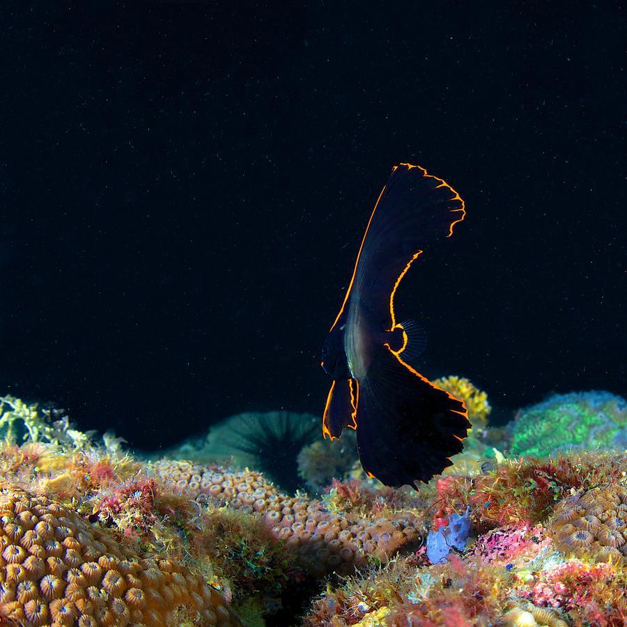 Deluna Diving Resort بويرتو غاليرا المظهر الخارجي الصورة