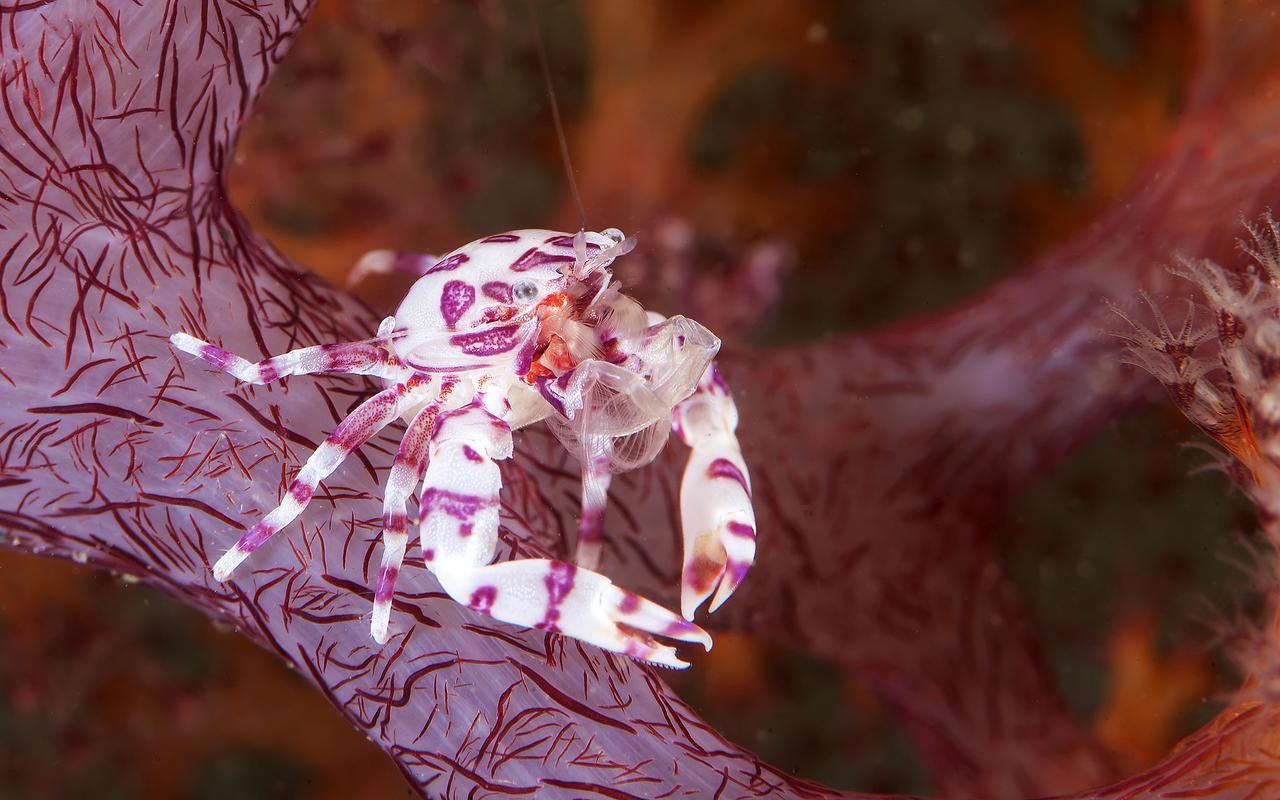Deluna Diving Resort بويرتو غاليرا المظهر الخارجي الصورة